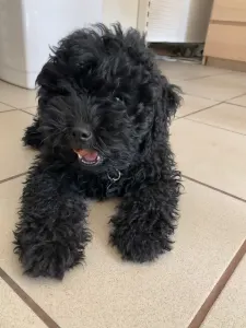 Puli - Tincses-kincsem Lagotto & Puli