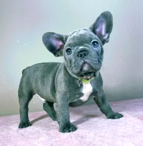 French Bulldog - Mark