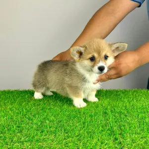 Welsh Corgi Pembroke - Ripley