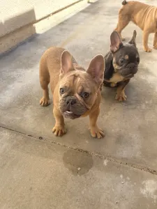 Französische Bulldogge - Shelly