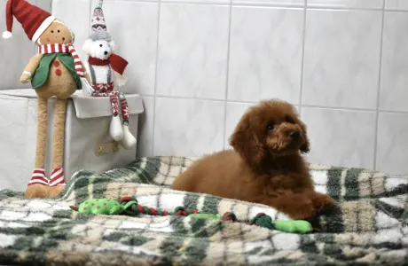 Zwergpudel - Bravados Azur