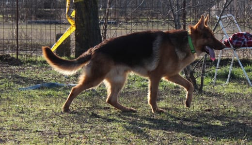 Deutsche Schäferhunde - Qeb