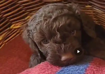 Lagotto Romagnolo - Argo