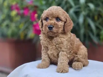 Cavapoo - Amigo