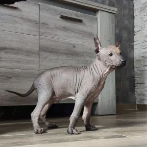 Mexican Hairless Dog - Whist