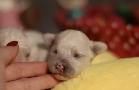 Bichon Frise - Leonardo