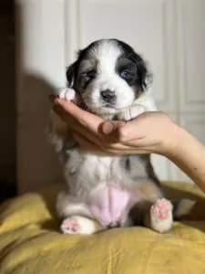 Australian Shepherd - Budnat Aussies Golden Glims Of Joy " Joyce"