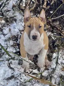 Miniature Bullterrier - Knox
