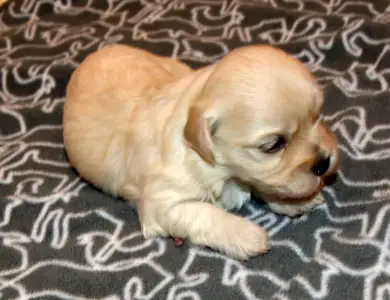 Havanese - Oro De Habana Ulrik