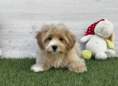 Maltipoo - Dicky