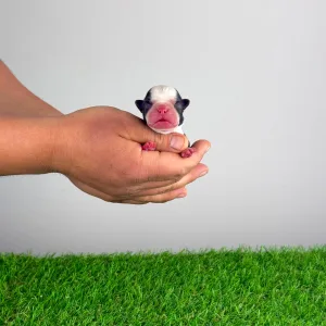 Boston Terrier - Hugh