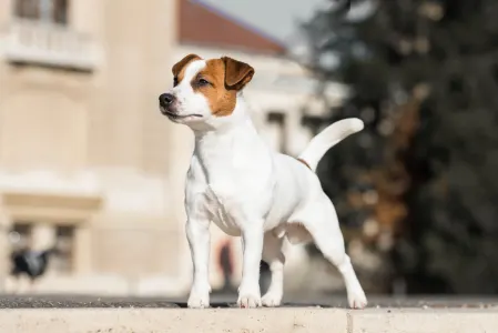 Jack Russell Terrier - Gold Leash Kennel