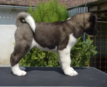 American Akita - Hunter Of Tad Bears 