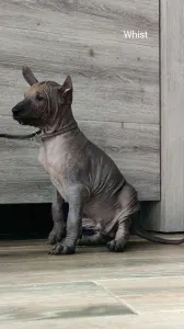 Cainele mexikan fara par sau Xoloitzcointli - Whist