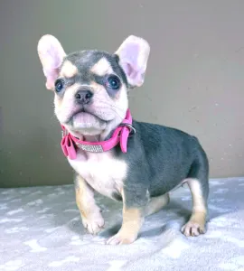 Französische Bulldogge - Amelie