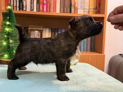 Cairn Terrier - Majestic Sandial Toblerone