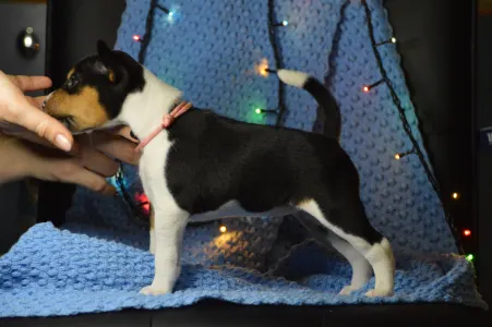 Basenji - Lucky Alien