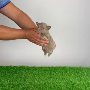 Chihuahua - Hero
