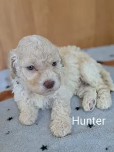 Лаготто-романьоло - Ürömi Szarvasgombász Hunter