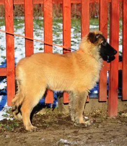 Belgian Shepherd Dog - Ressie