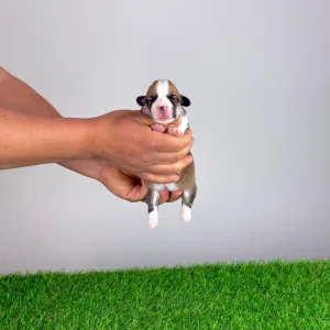 Welsh Corgi Pembroke - Wilbur