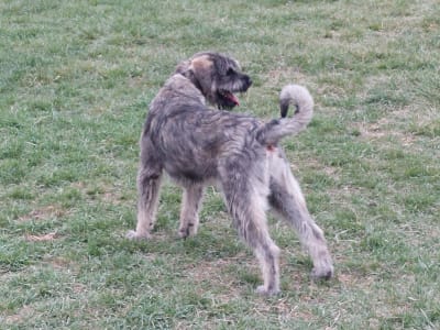 Riesenschnauzer - Cooper