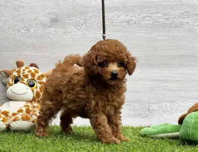 Caniche Toy - Xaffi