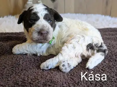 Lagotto Romagnolo - Kása