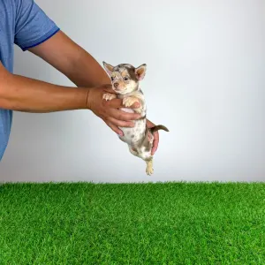 Chihuahua - Flora
