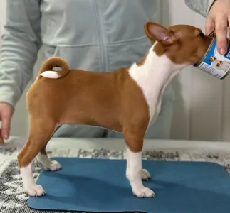 Basenji - Girl Red And White,  Name Part Of The Game 
