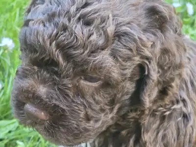 Lagotto Romagnolo - Aliszia