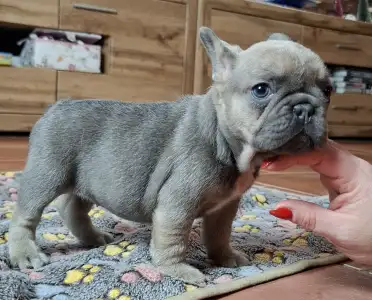 Bouledogue français - Vera