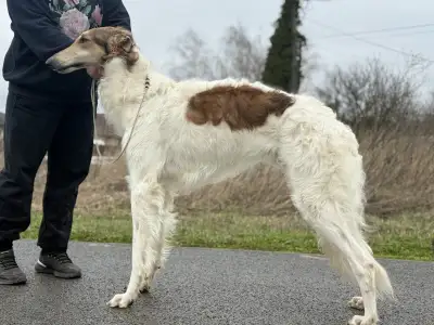 Barsoi - Carskiy Favorit Virazh