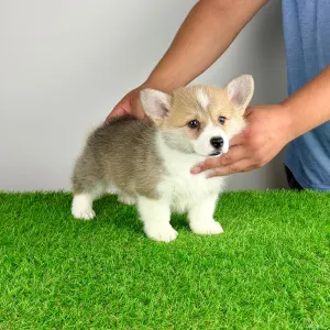 Welsh Corgi Pembroke - Cosima