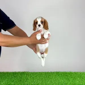 Cavalier king Charles spaniel - Vila