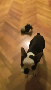 Terrier de Boston - Kloé