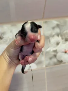 Chinese Crested Dog - Panda Hairless Girl