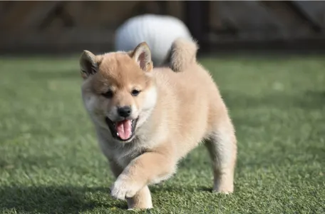 Shiba Inu - Benji