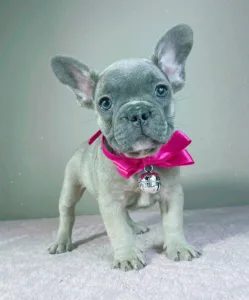 Francia bulldog - Jessica