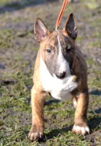 Miniatűr bullterrier - Jake