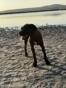 Chien de cour italien - Sonja