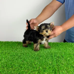 Yorkshire Terrier - Fortuna