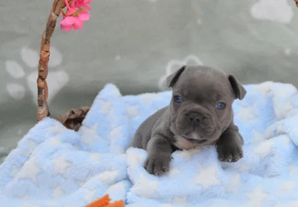 Francuski buldog - Montclair