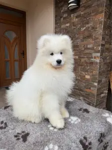 Szamojéd - Amadeus Snowcrystals Of Victoria