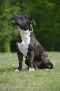 Amerikai staffordshire terrier - Unique Blood Cassiopeia