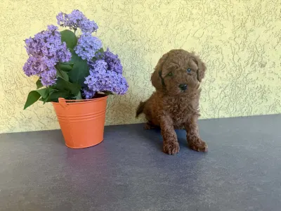 Trpasličí pudl - Hédi