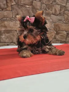 Yorkshire Terrier - Lédy