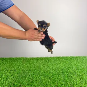 Yorkshire Terrier - Kick