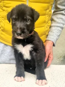 Irish Wolfhound - Bruce