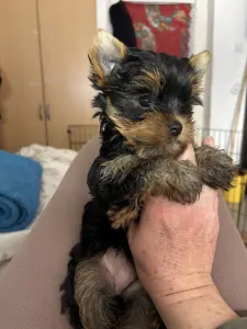 Yorkshire Terrier - Helga